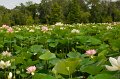 7.19.2014 (1230pm) - 2014 Kenilworth Aquatic Gardens Annual Waterlily & International Lotus Festival, DC (2). 